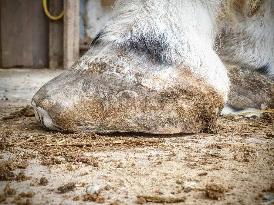 rehehuf vor hufpflege